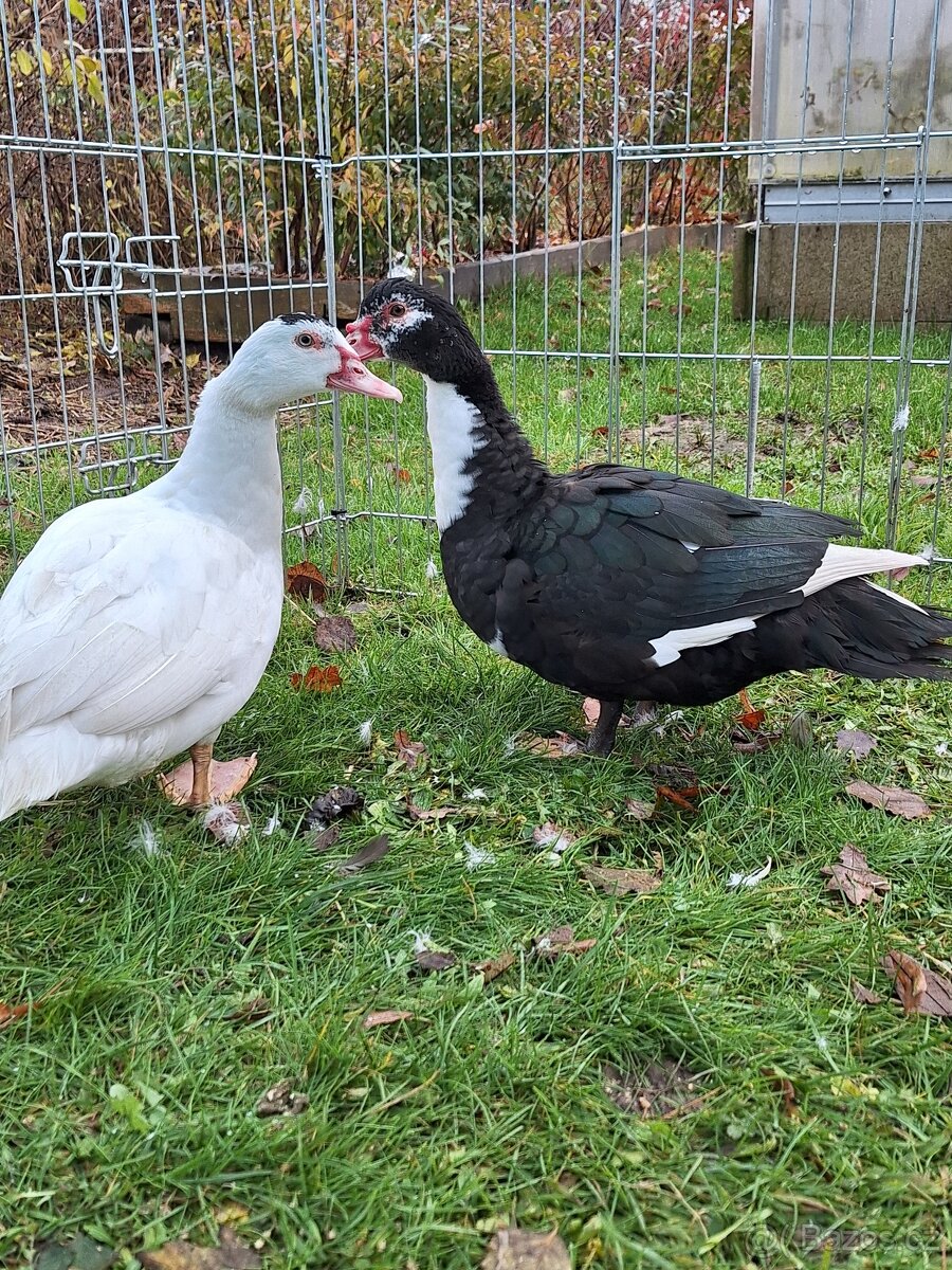 Kachna pižmová - 3