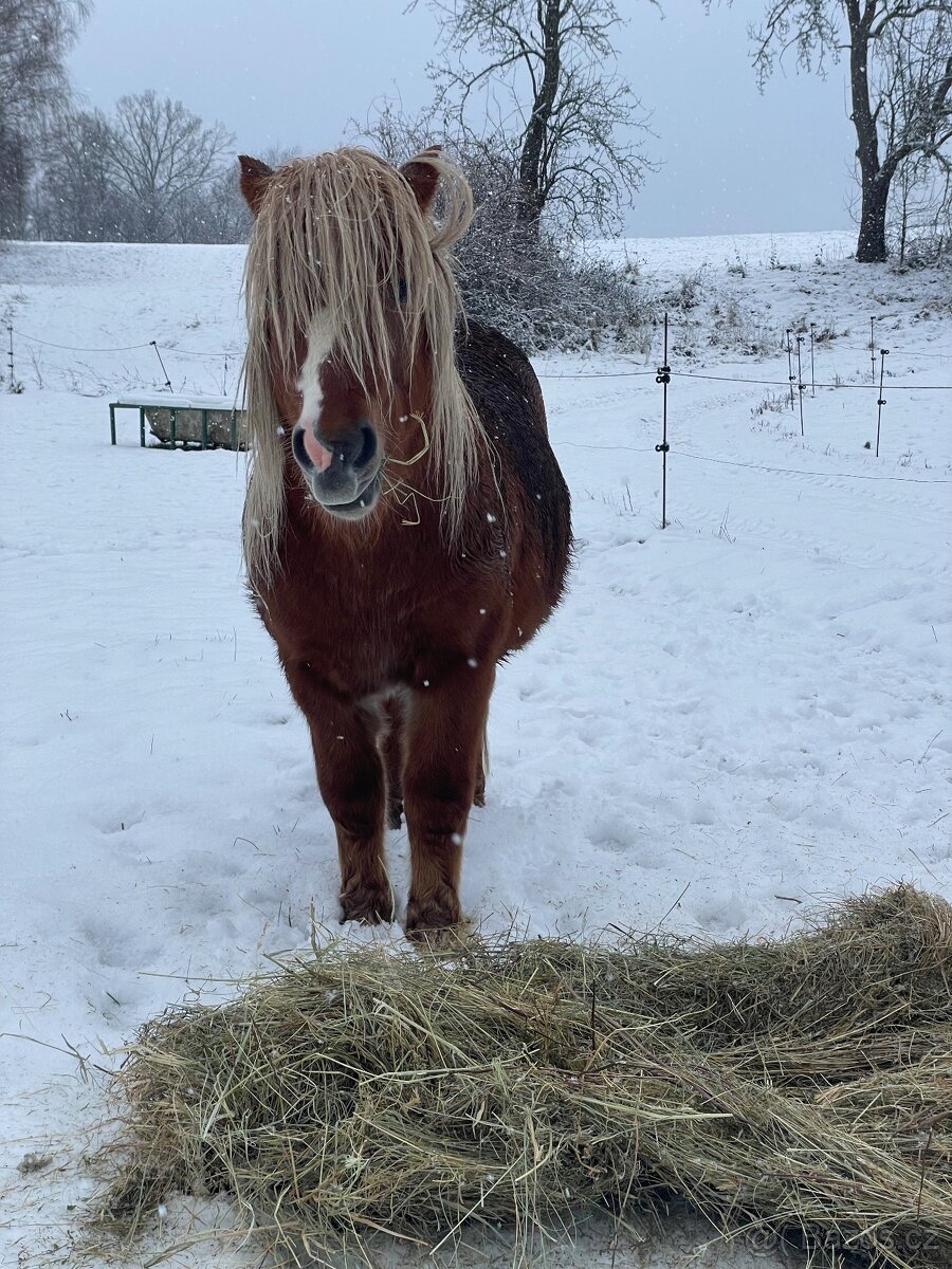 2,5 lety hřebec Shetland pony - 3