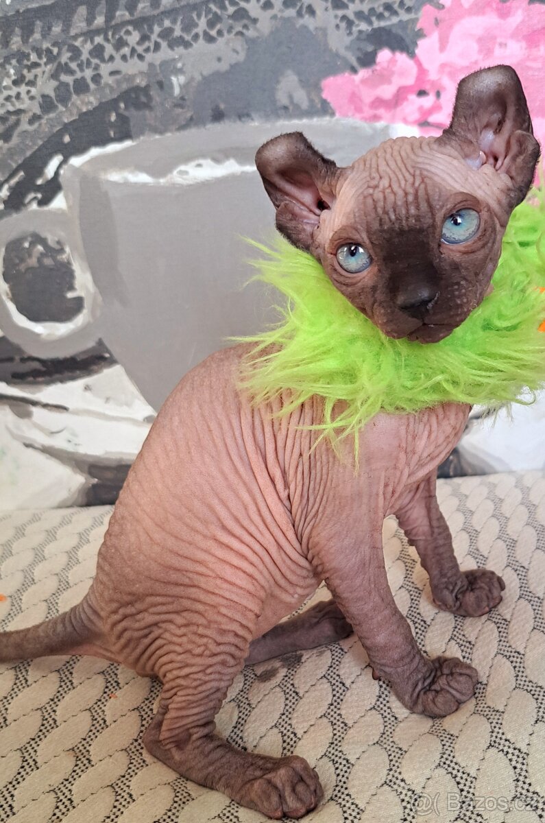 Exkluzivní koťátka Sphynx Elf – možnost rezervace - 3