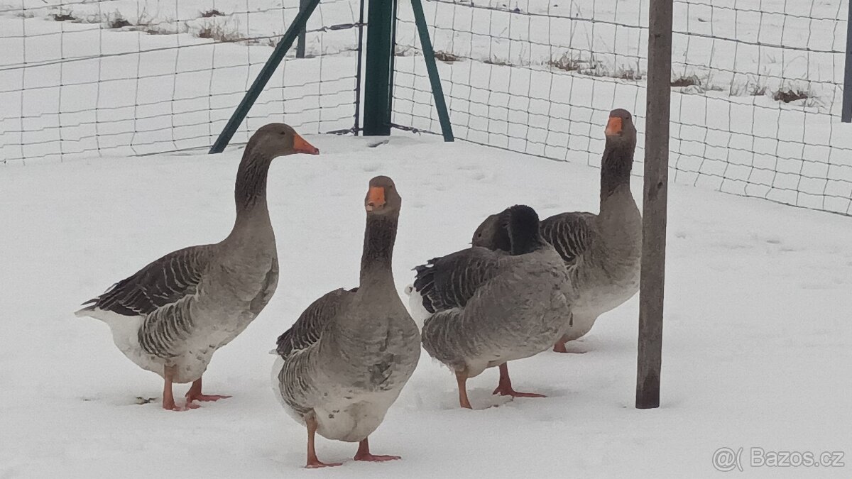 Násadová husí vejce - 3