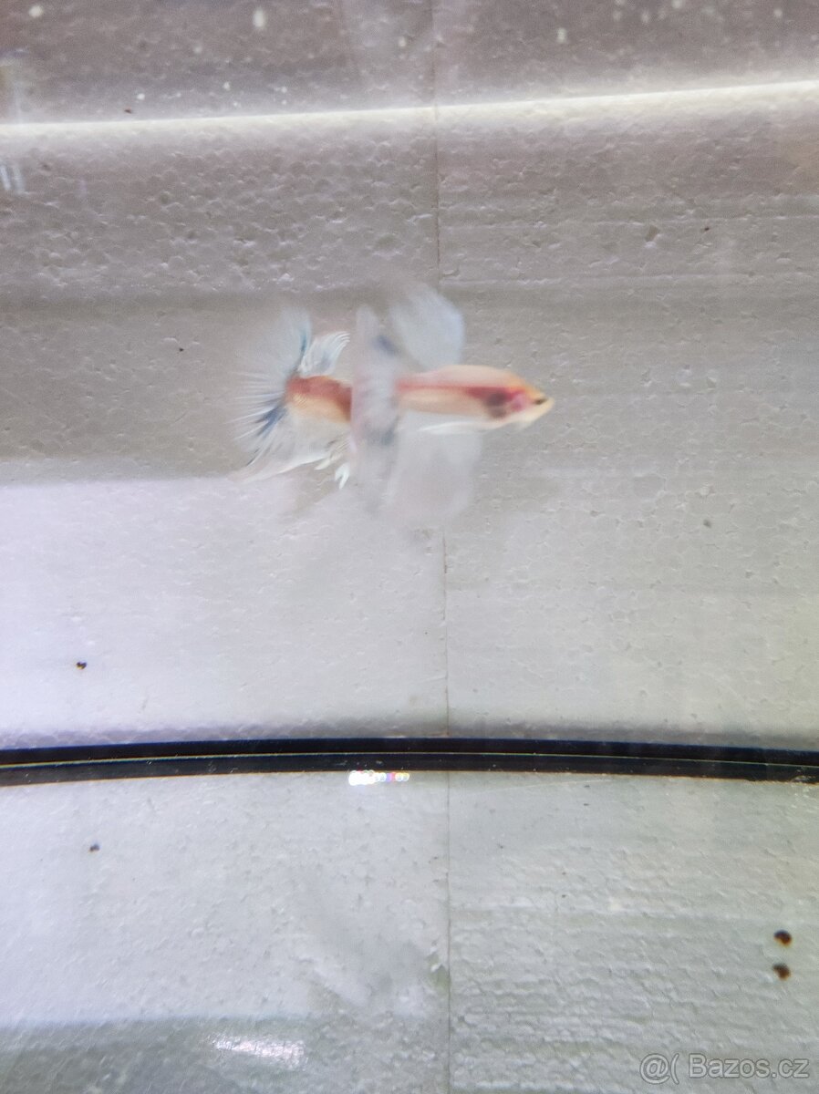 Betta bojovnice - 3
