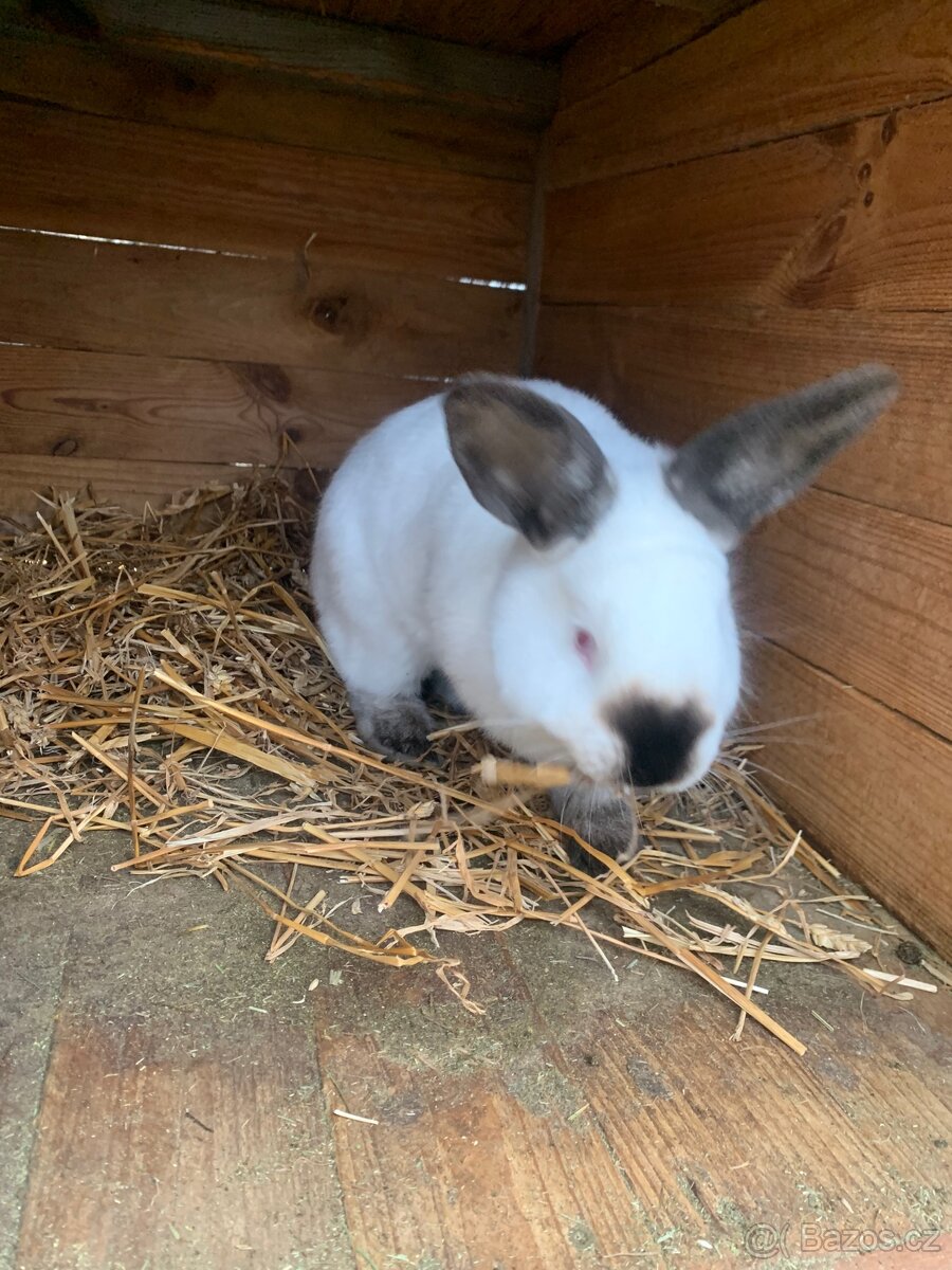 Kalifornský černý - 3