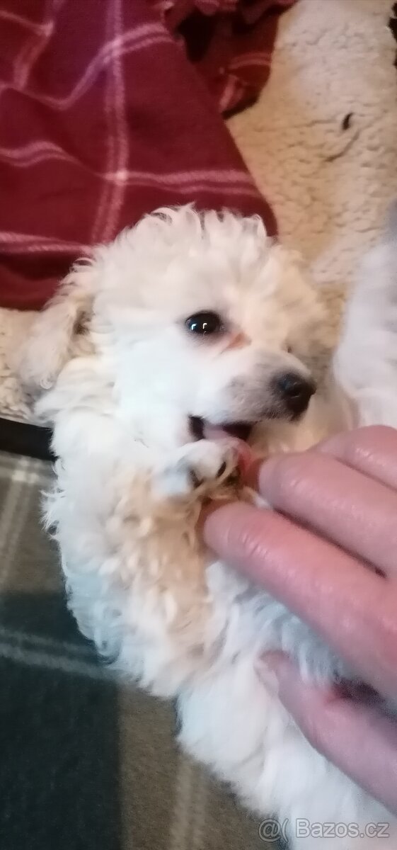 Pudl trpasličí - 3