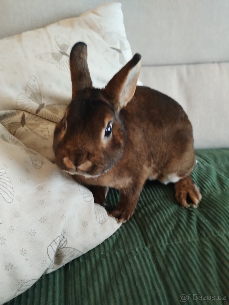 Daruji zakrslého králíčka CASTOREX - 3