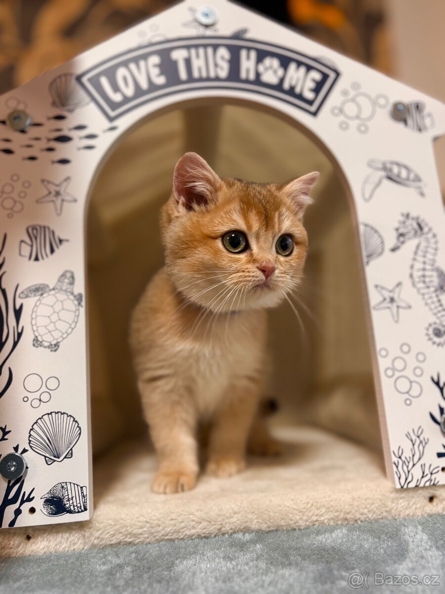 Britská zlatá činčila s PP pro chov - 3