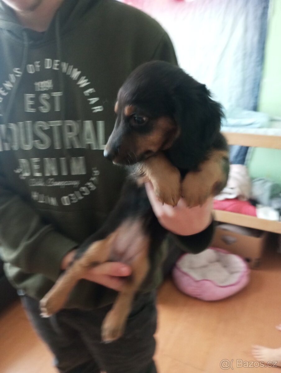 Prodám štěně jezevčíka dlouhosrstý - 3