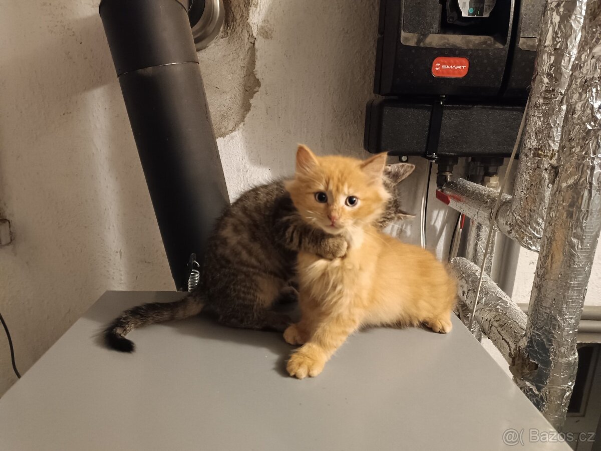 ZAMLUVENÉ - Daruji kocourka - 3