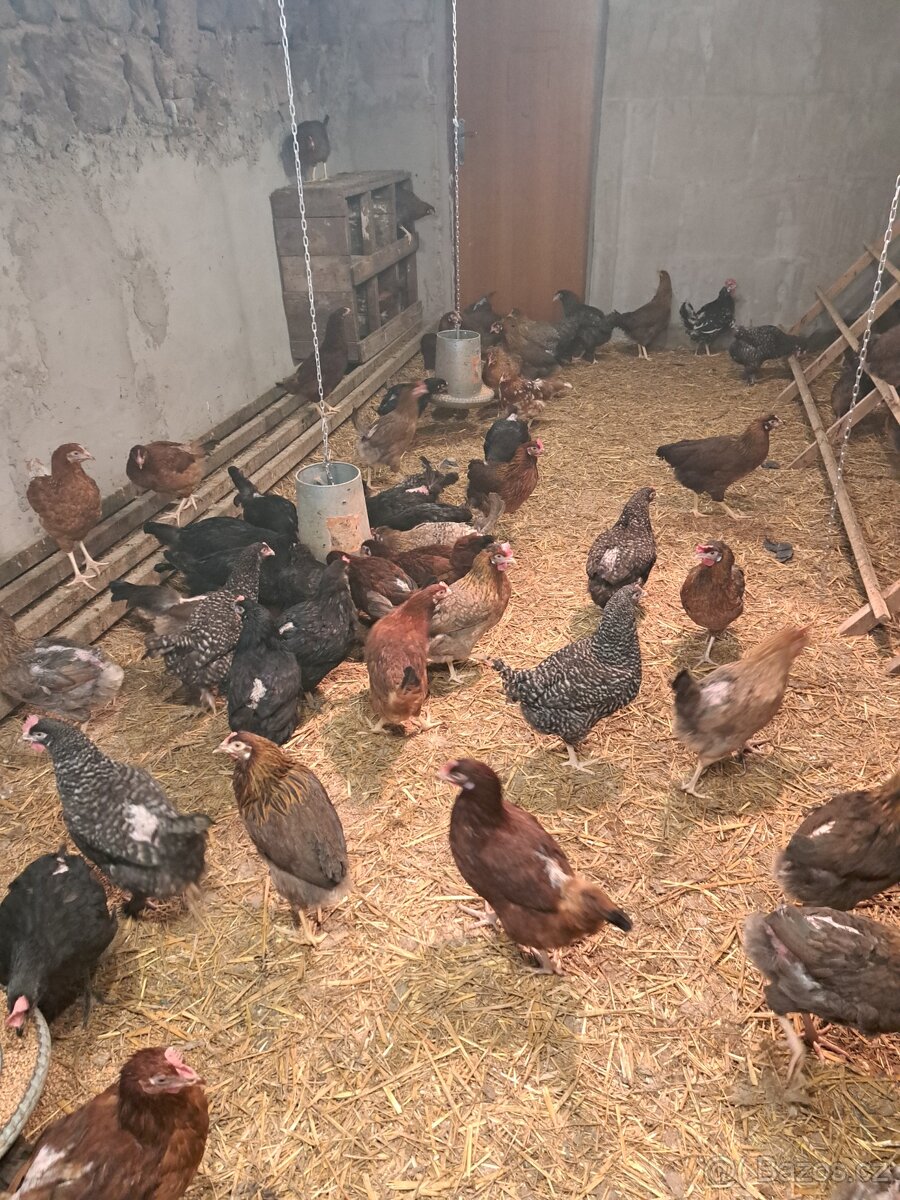 Kuřice před snaškou - 3