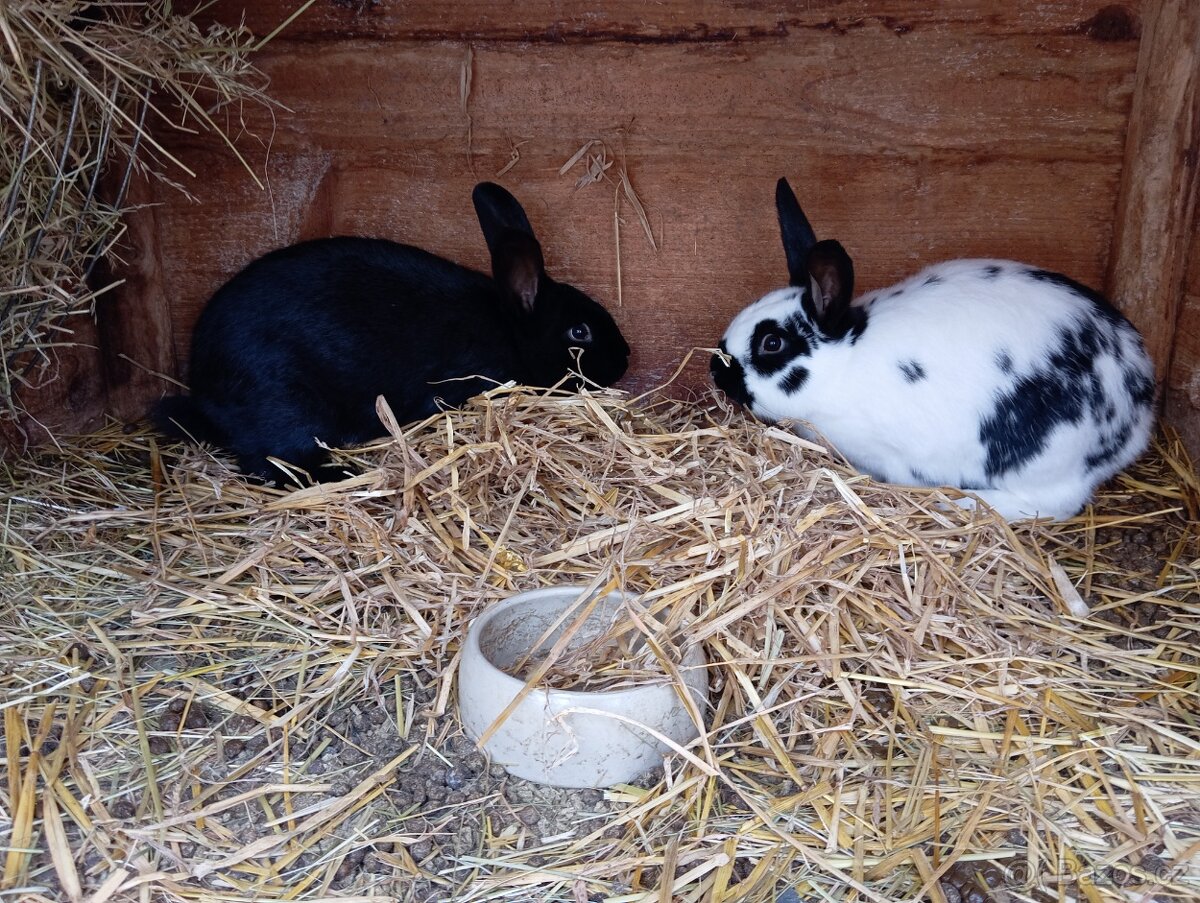 Kříženci do chovu - 3