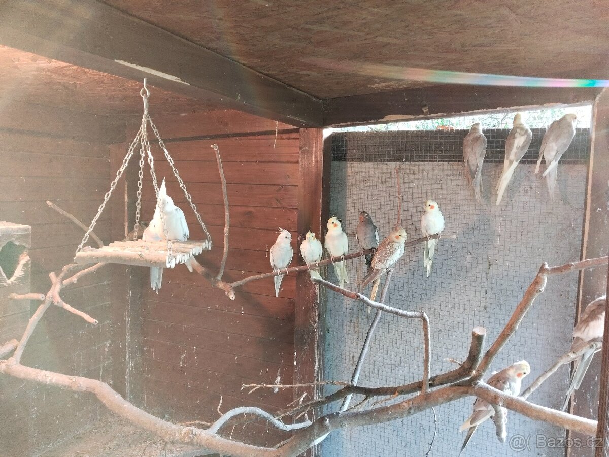 Korela chocholatá - 3