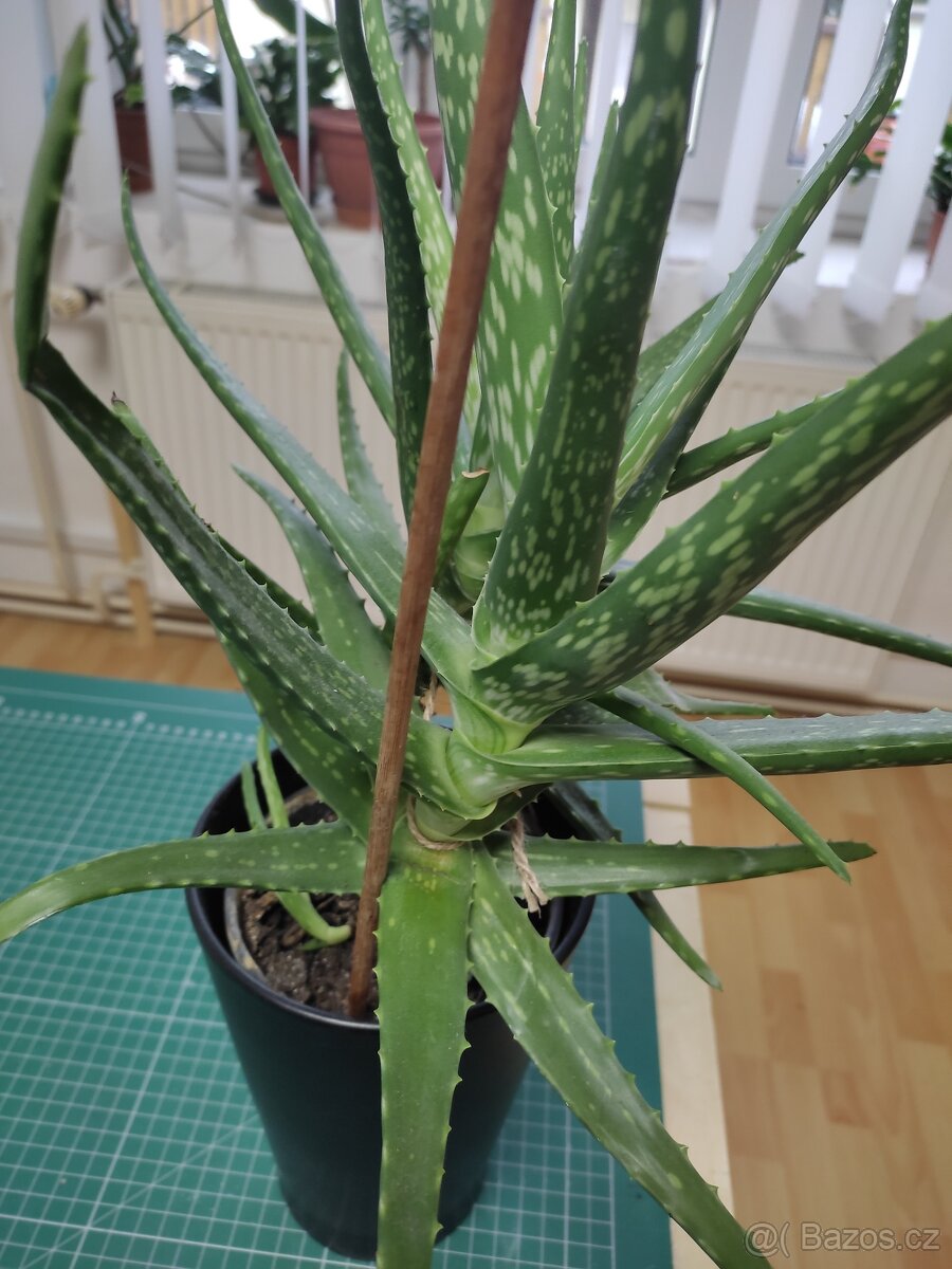 aloe vera - 3