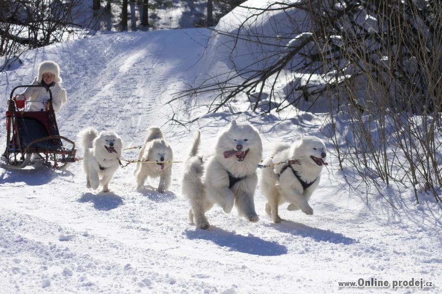 rezervace samojed s PP listopad 2025 - 3