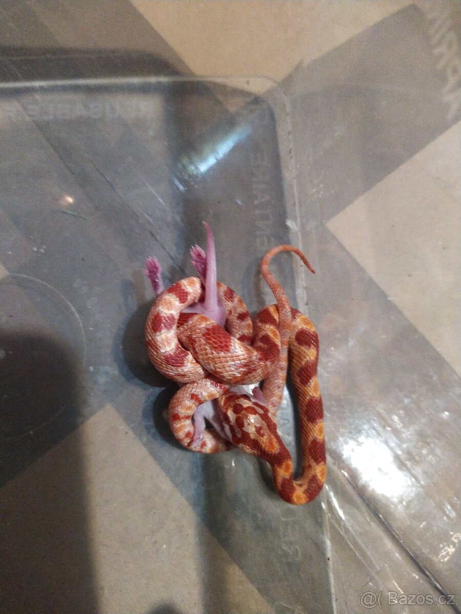 UŽOVKA ČERVENA - 3