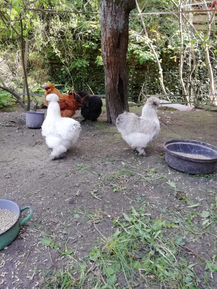 Hedvábnička velká vousatá - 3