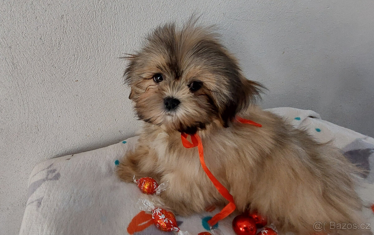 Lhasa apso fenka - 3