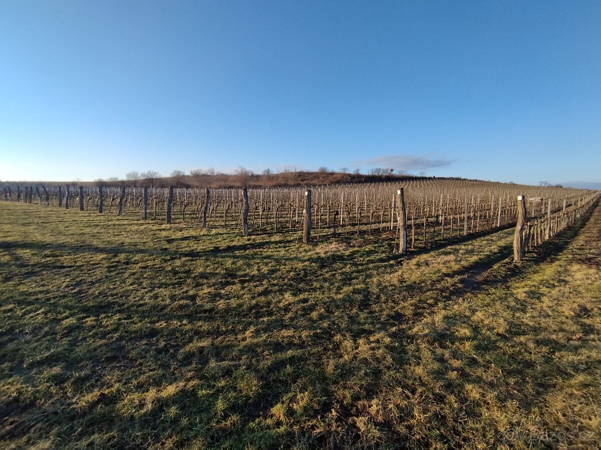 Pronájem vinohradu Dolní Dunajovce - 3