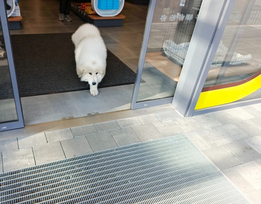 Pyrenejský horský pes chlupáči - 3