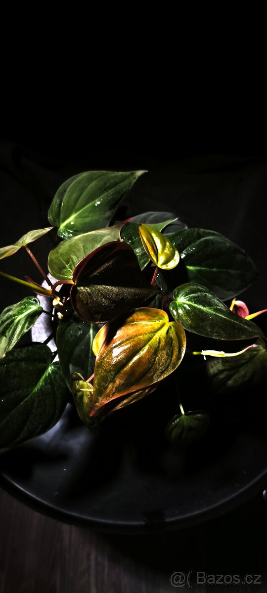 Philodendron Micans - 3