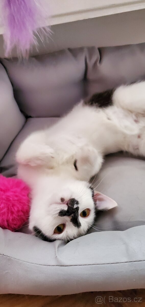Daruji kočičku - 3