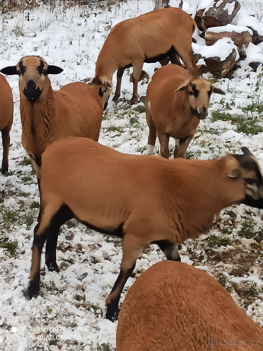 Kamerunské ovce - 3