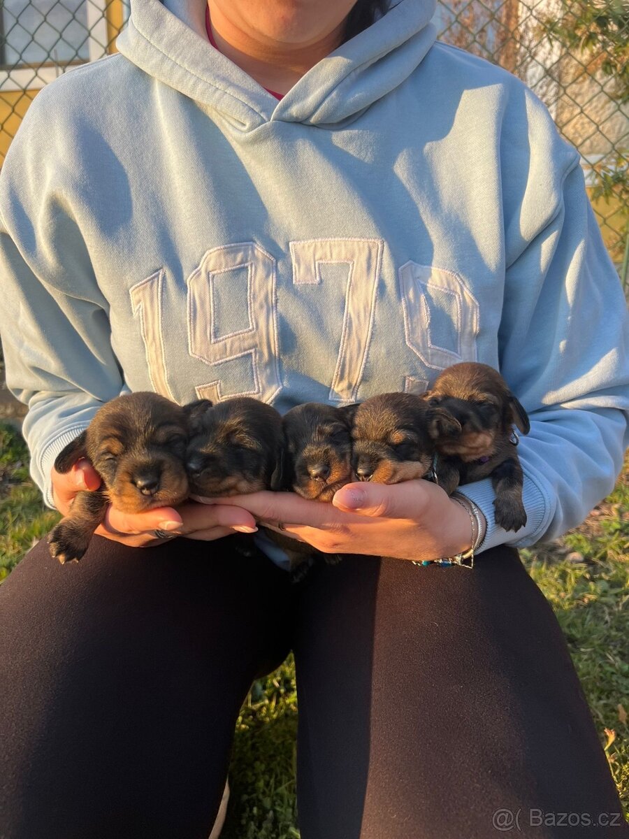 Jezevčík drsnosrstý trpasličí - 3