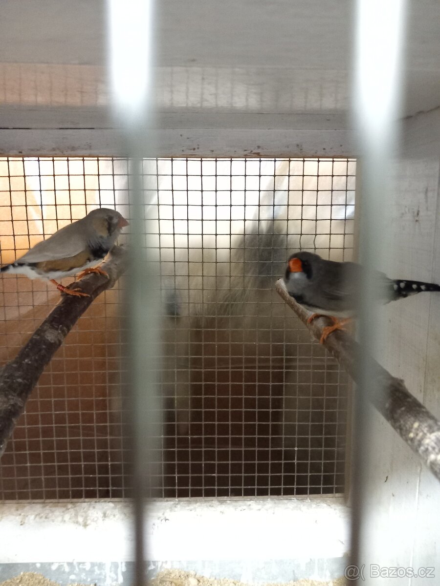 Neoféma Tyrkysová - 3