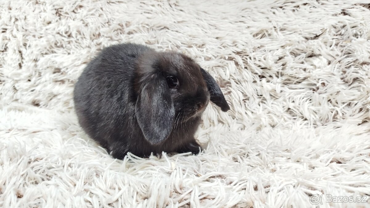 Zakrslý beránek,králík, králíček - BIBI - 3