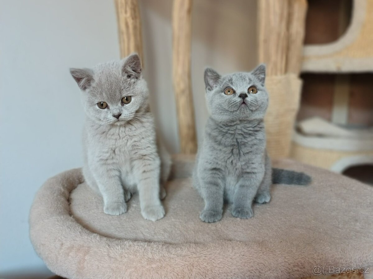 Britská koťátka - 3
