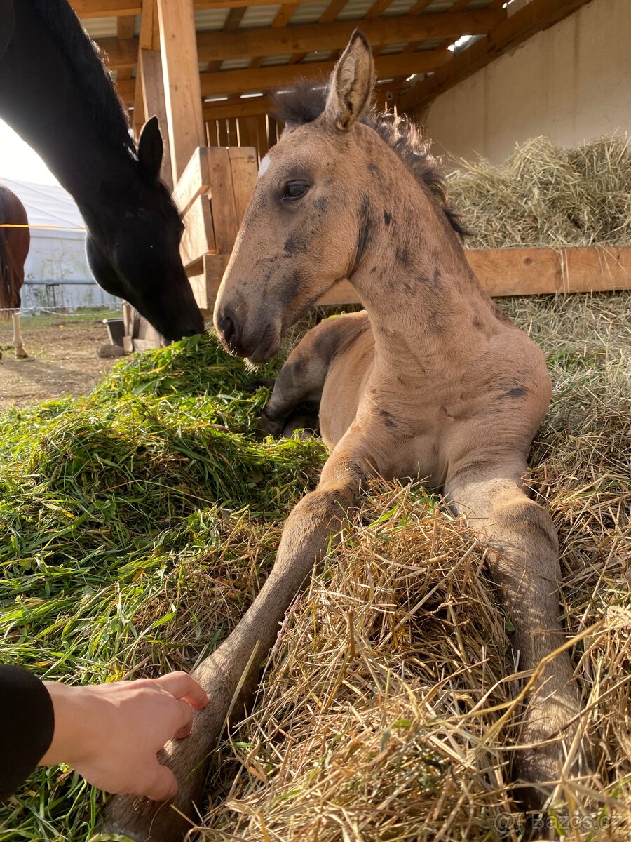Hřebeček PREx fris - 3