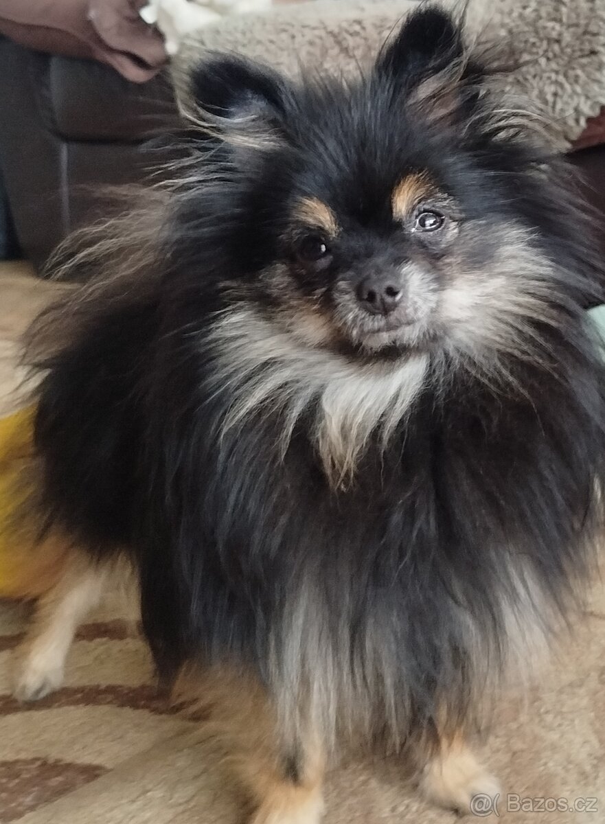 Predám fenku pomeraniana bez PP - 3