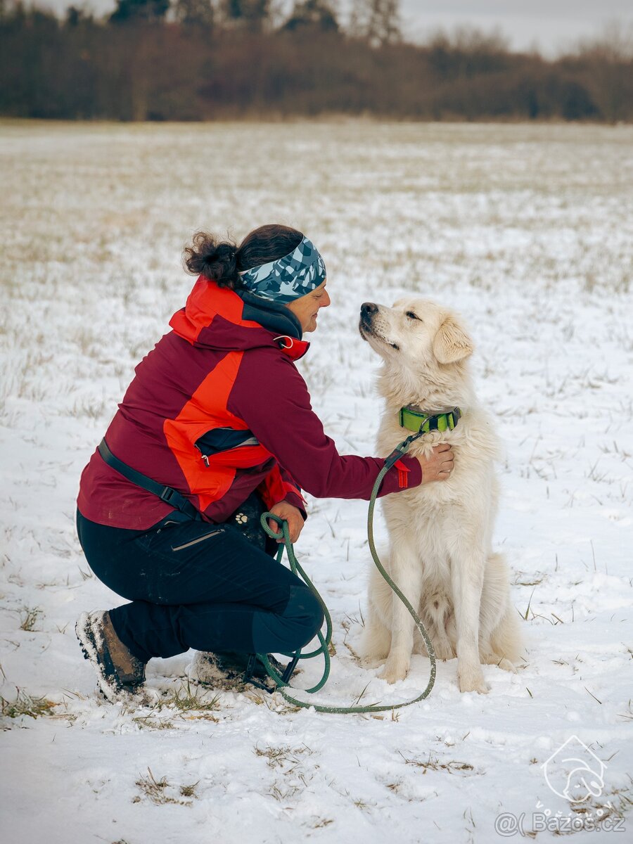 Slovenský čuvač - 3