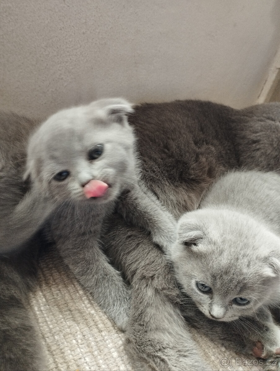 Kotě britka bez pp - 3