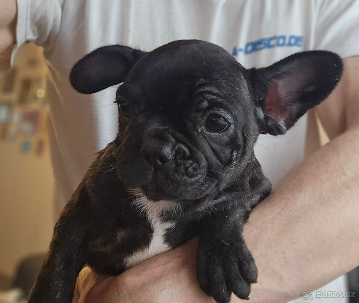 Francouzský buldoček - 3