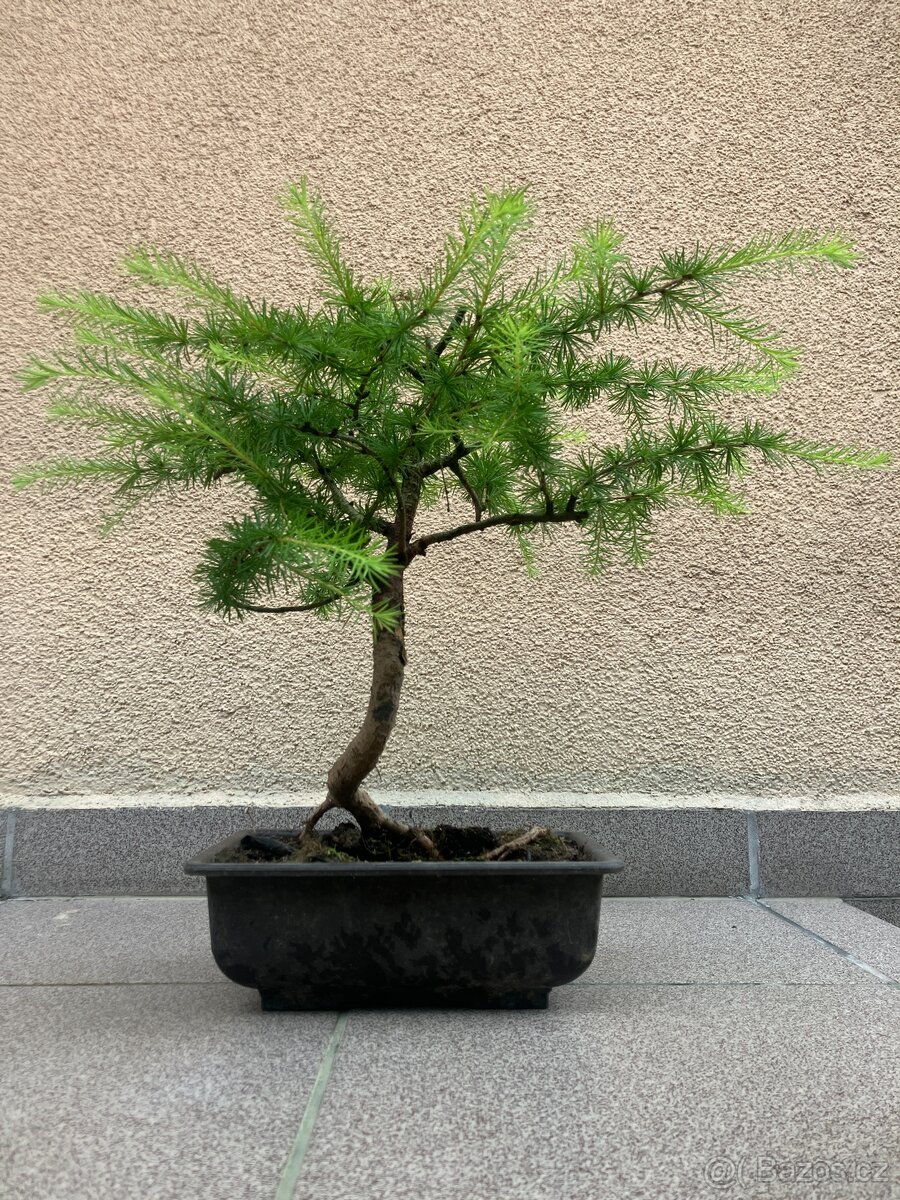 Bonsai, Bonsaj, modřín opadavý - 3