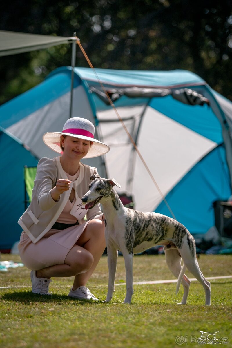 Nabídka krytí - whippet samec s PP, chovný vipet - 3