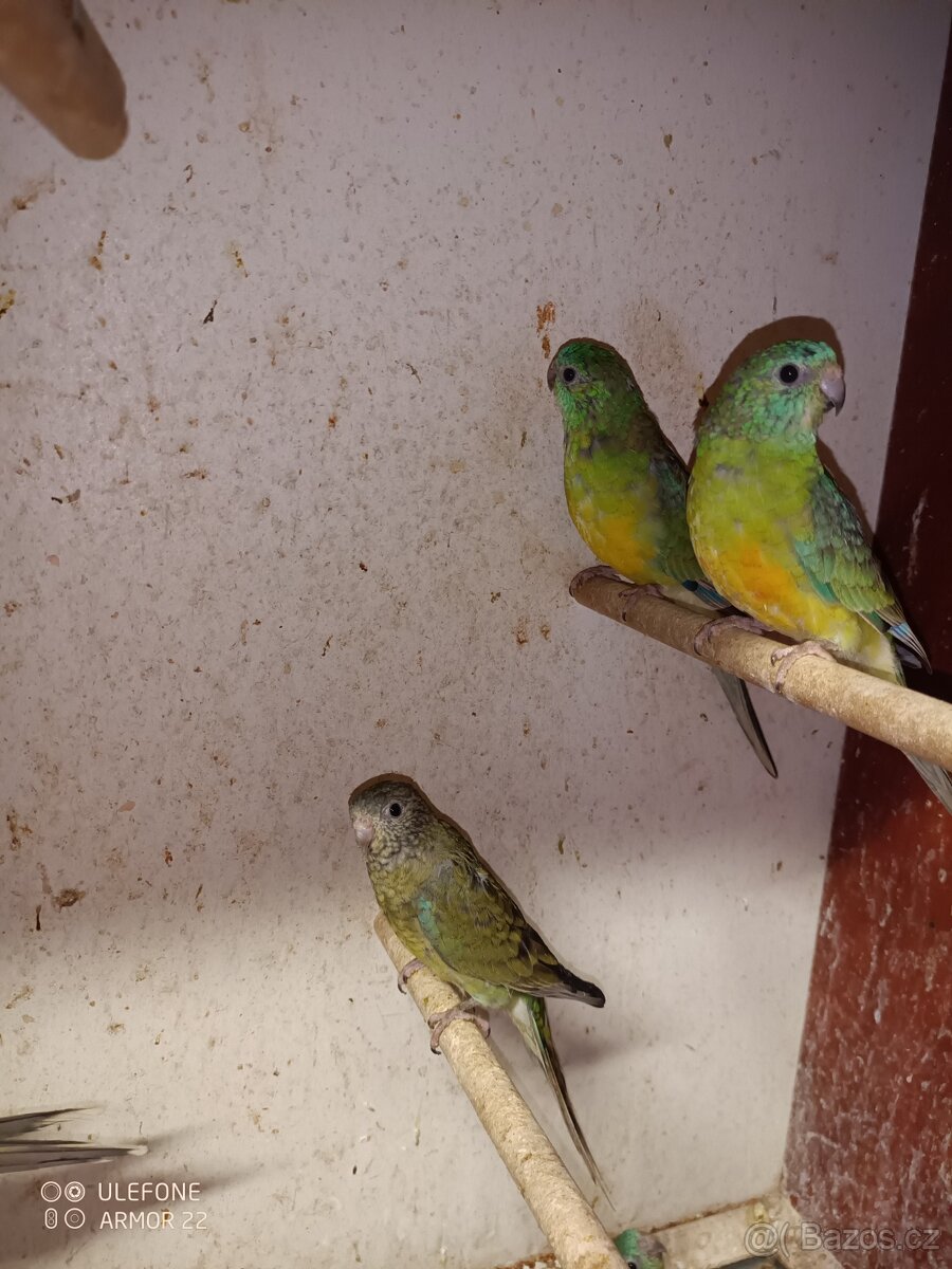 Papoušek zpěvavý - 3