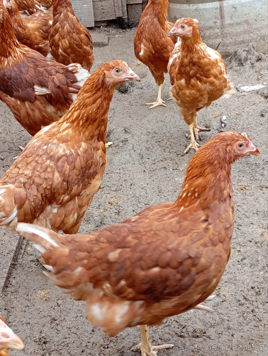 Nosnice 20 týden - 3