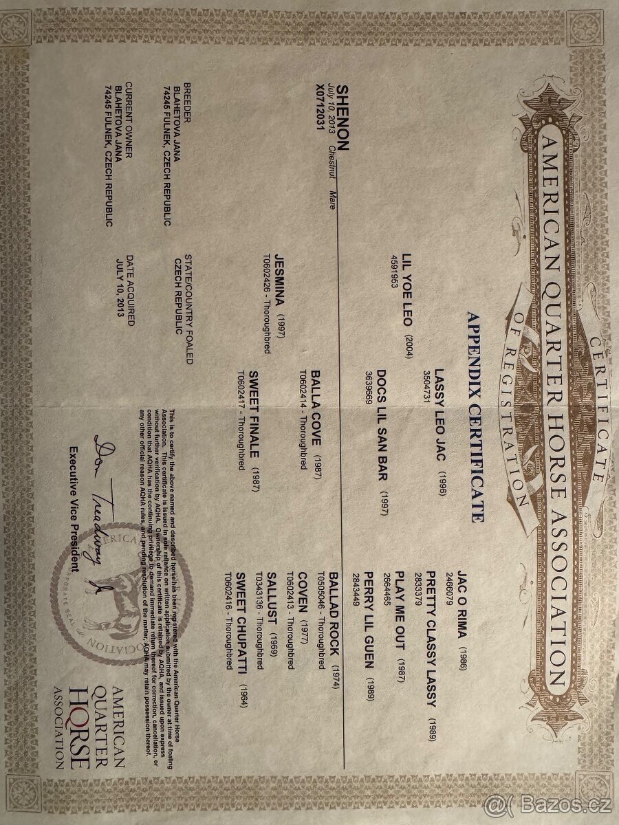 Prodám březí klisnu - rodinný typ - 3