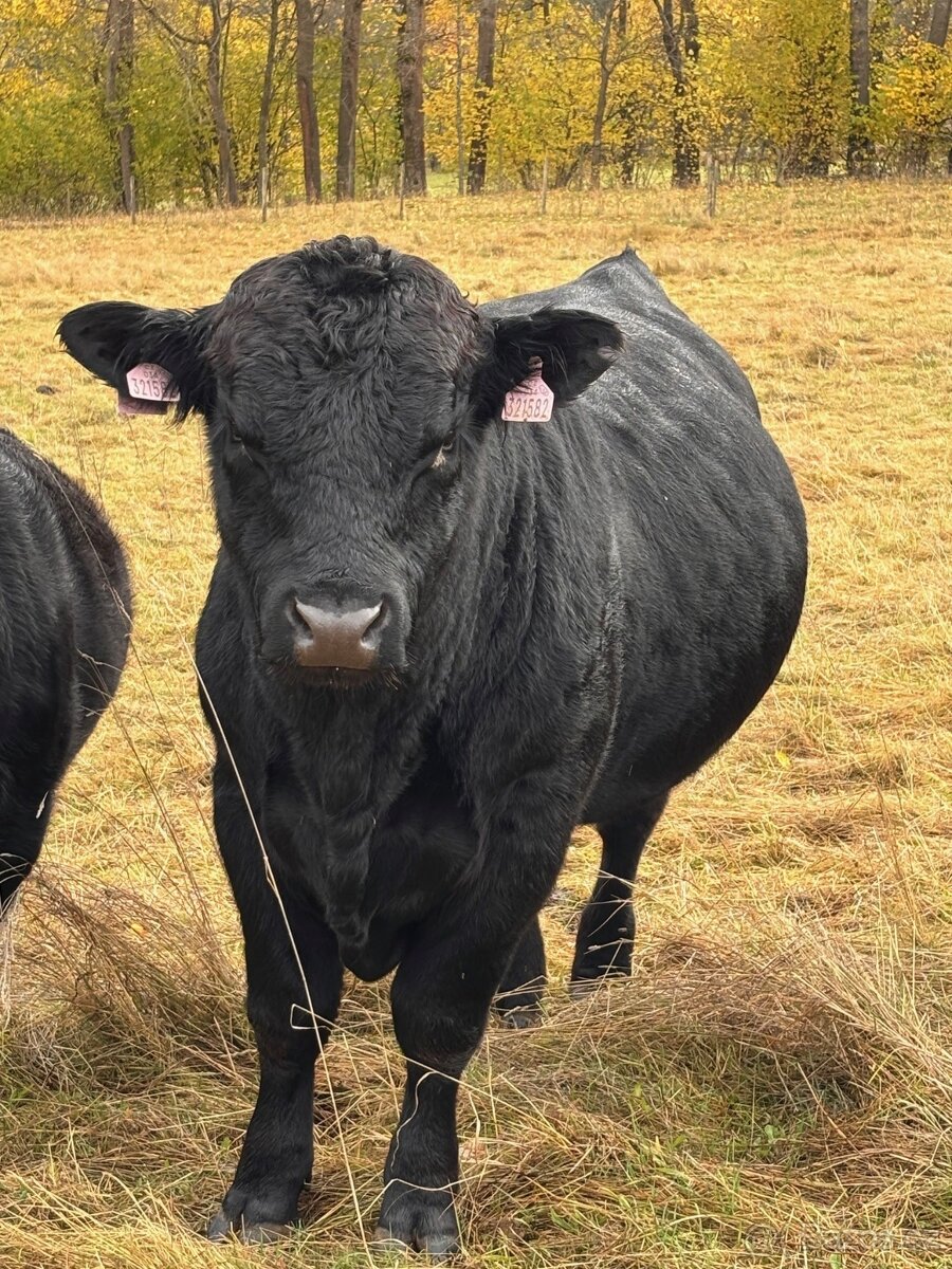 Aberdeen Angus Byk - 3