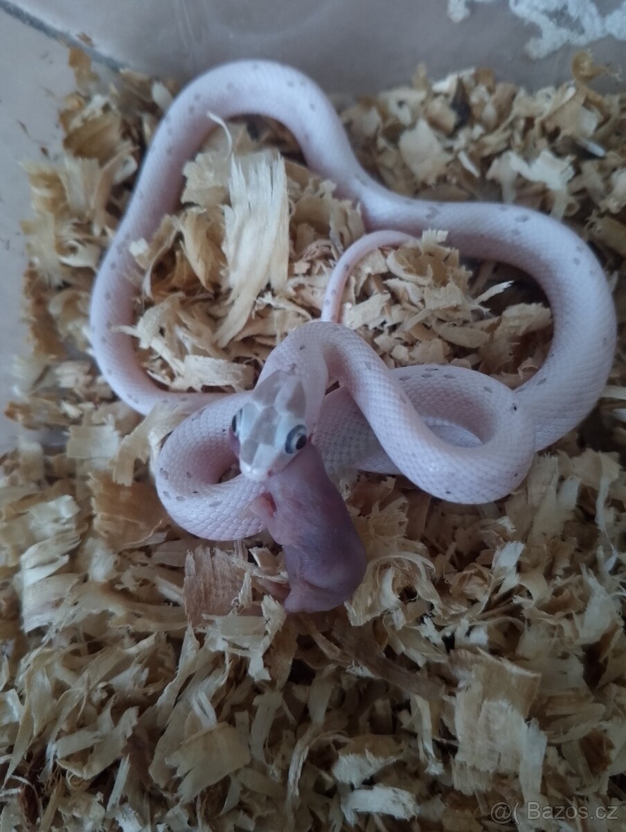Užovka červená loňský odchov - 3