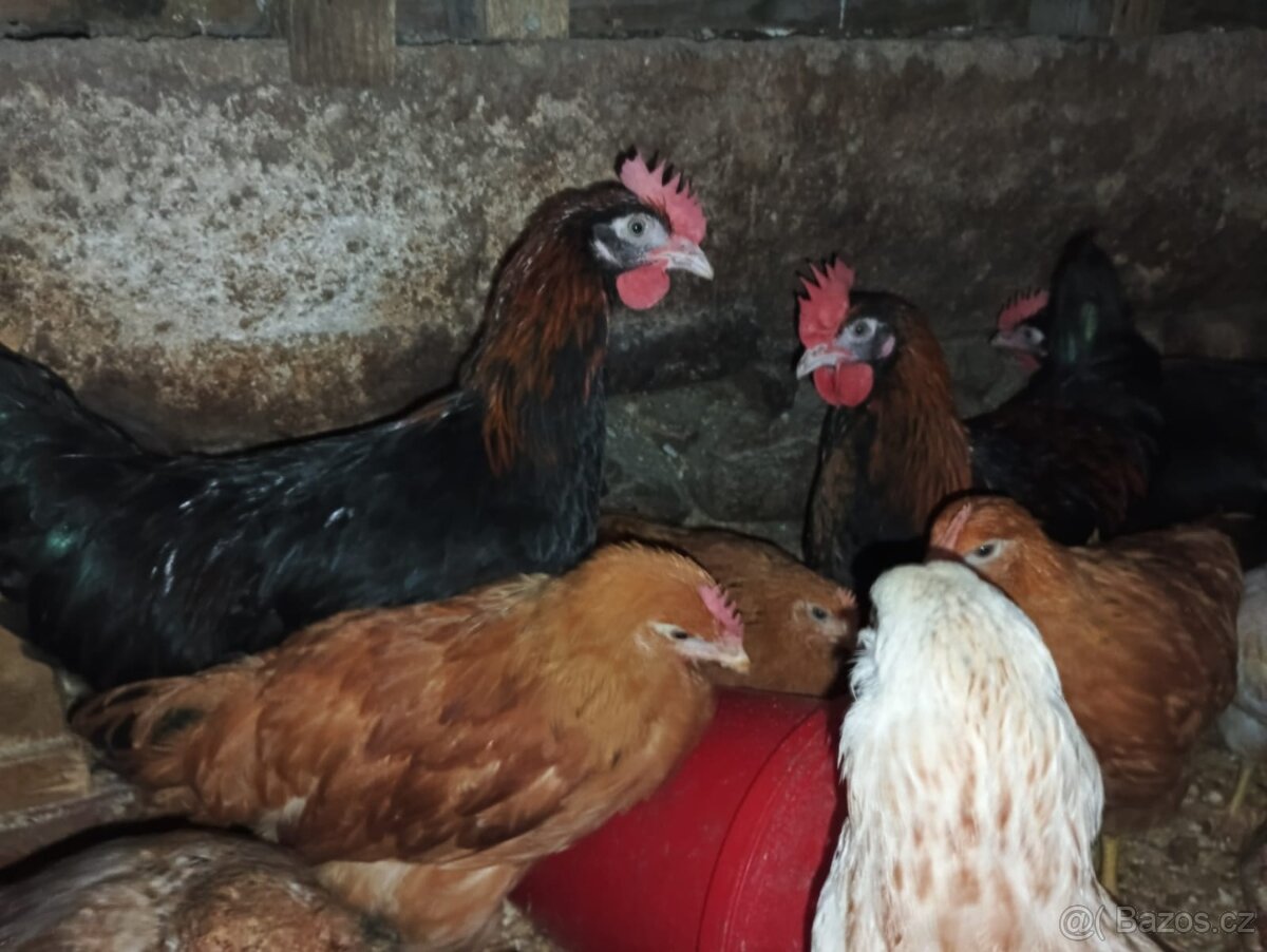 Nabízím kohouty - 3