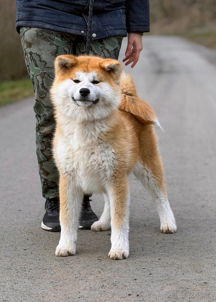 Japonská Akita Inu s PP - odběr ihned - 3