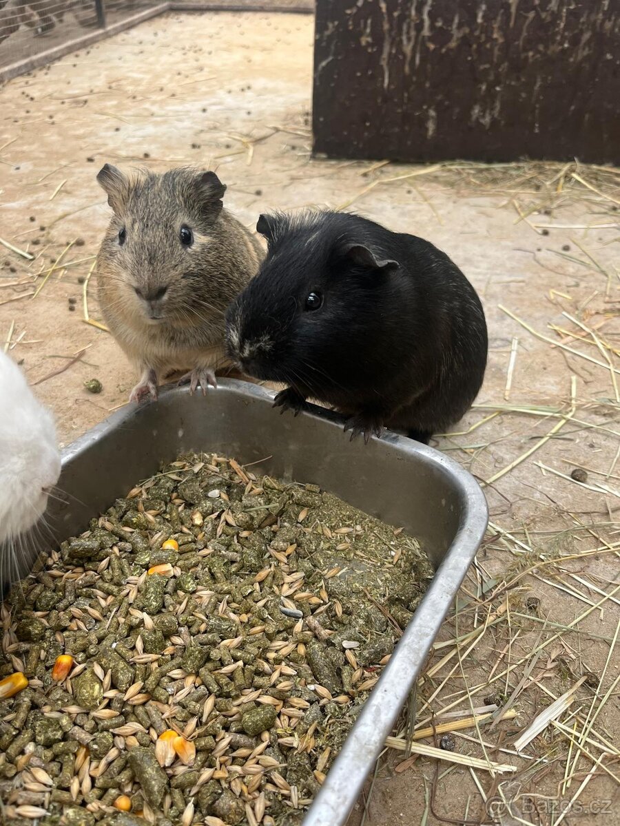 Prodáme morčata - 3