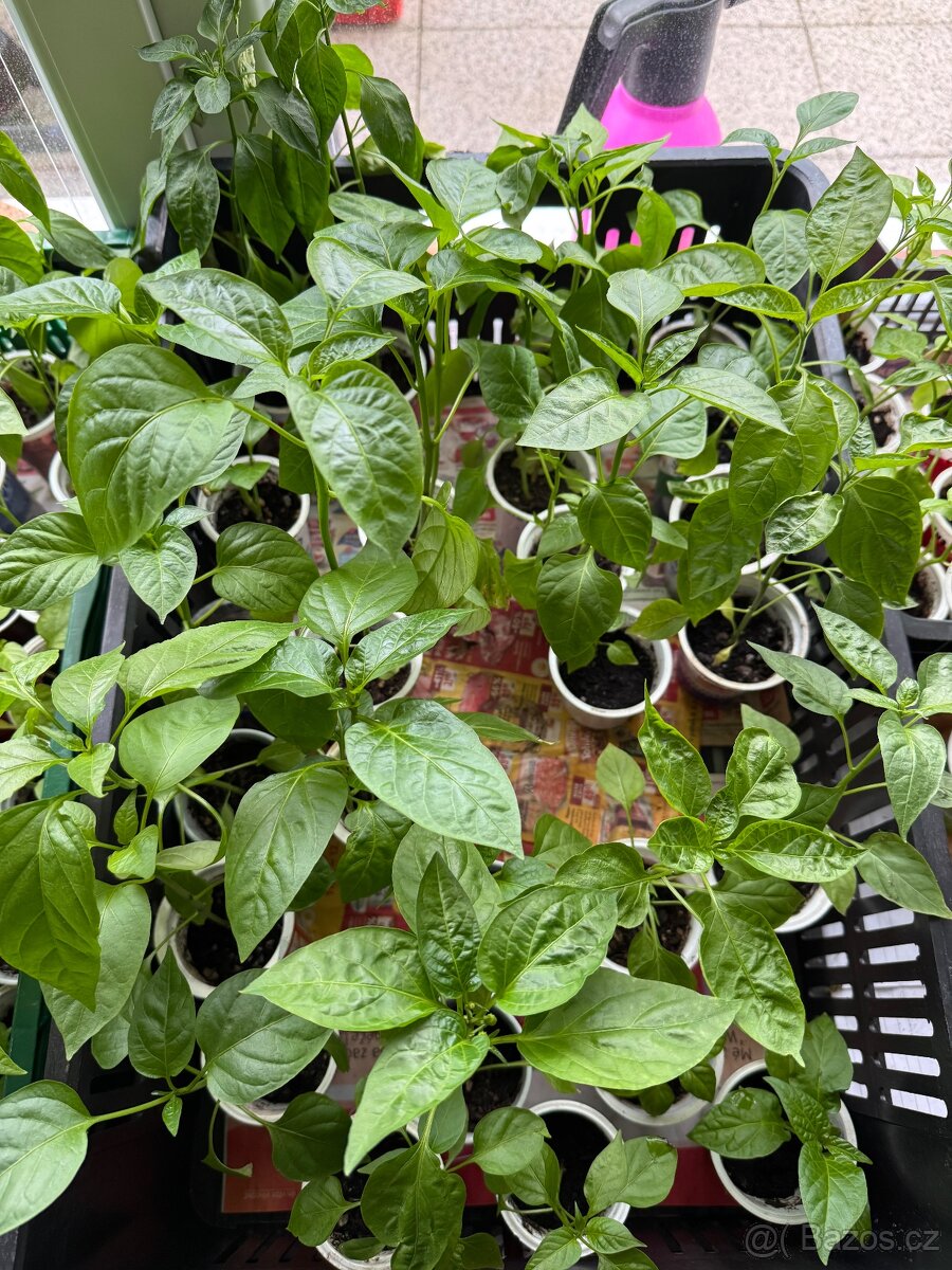 Sazenice paprik a chilli - 3