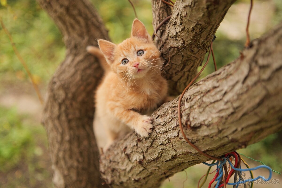kluk Garfieldek, holčička Tlapička hledá nový domov - 3