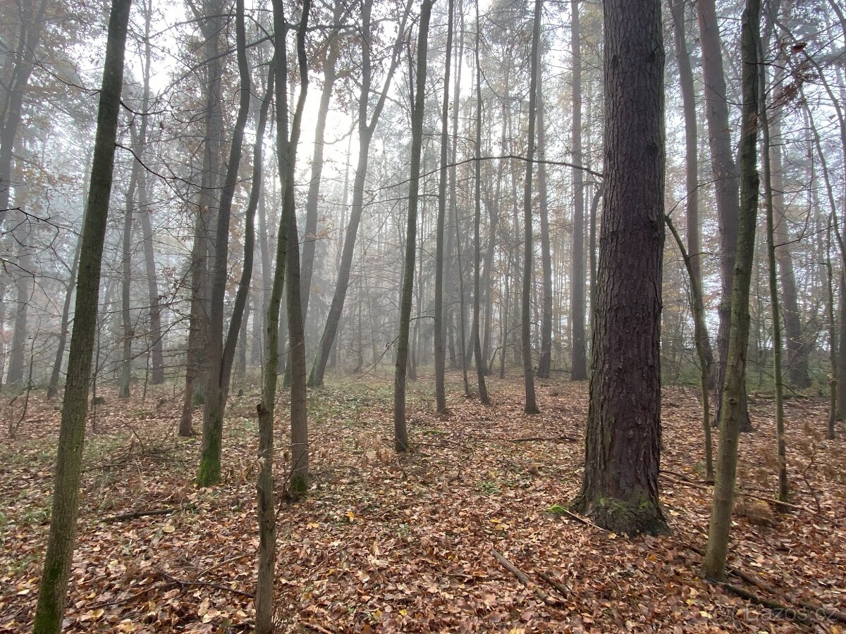 Lesní pozemek Chářovice - 3