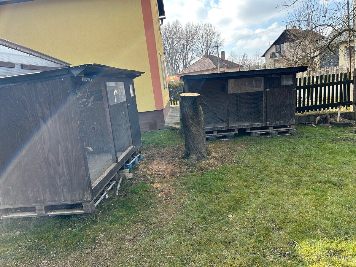 Korela chocholatá - 3