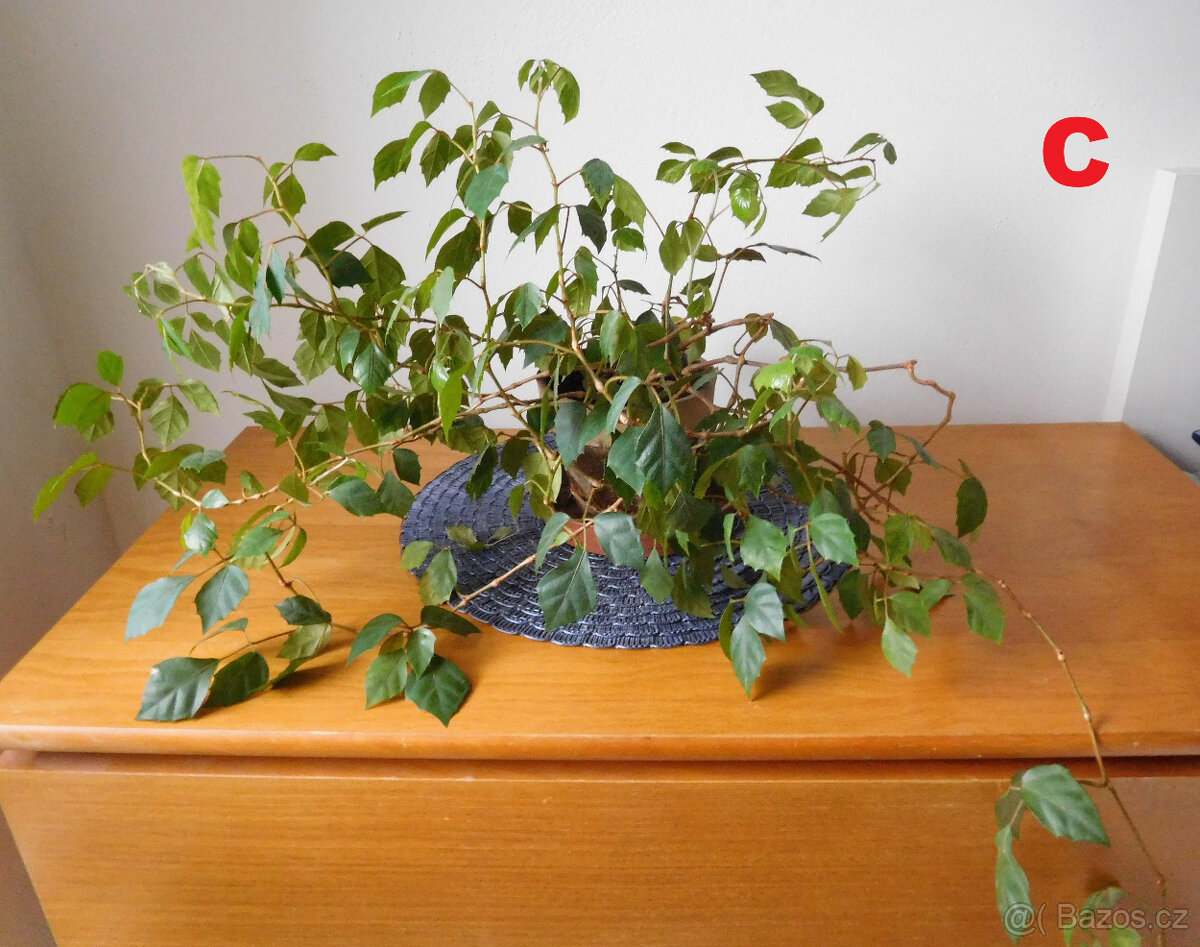 POKOJOVKY-RÝMOVNÍK,DRACENA,VOSKOVKA,PHOTOS... - 3