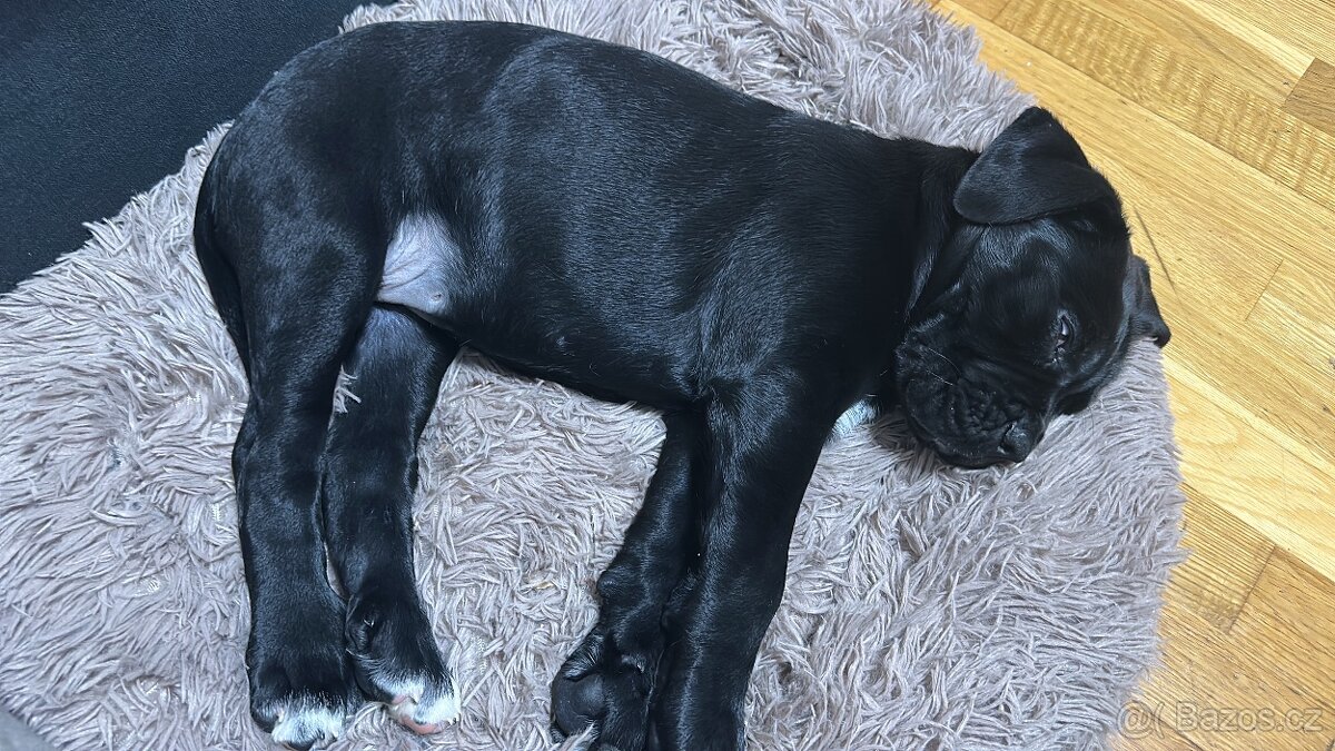 Štěňata Cane Corso - 3