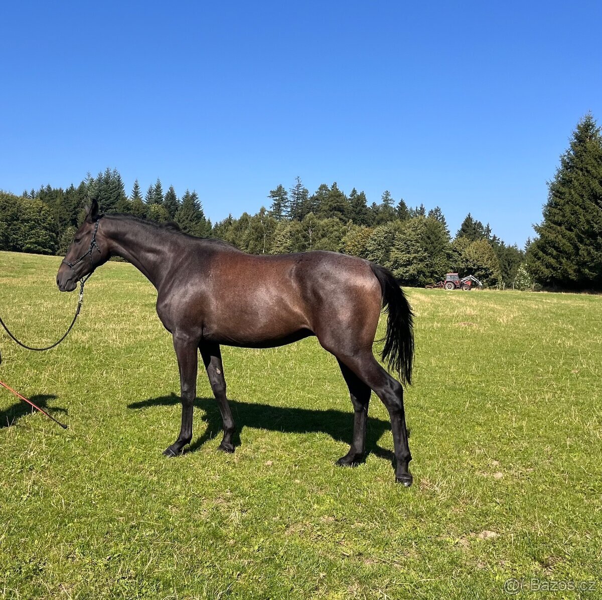 Prodáme koně- hannoverského valacha - 3